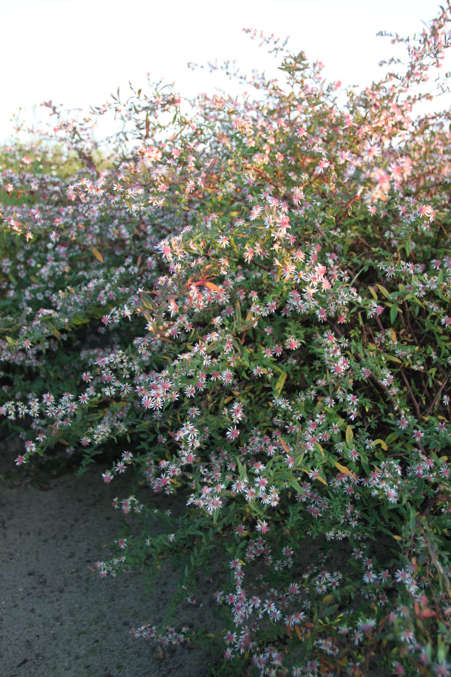 Asteri 'Lady in Black'